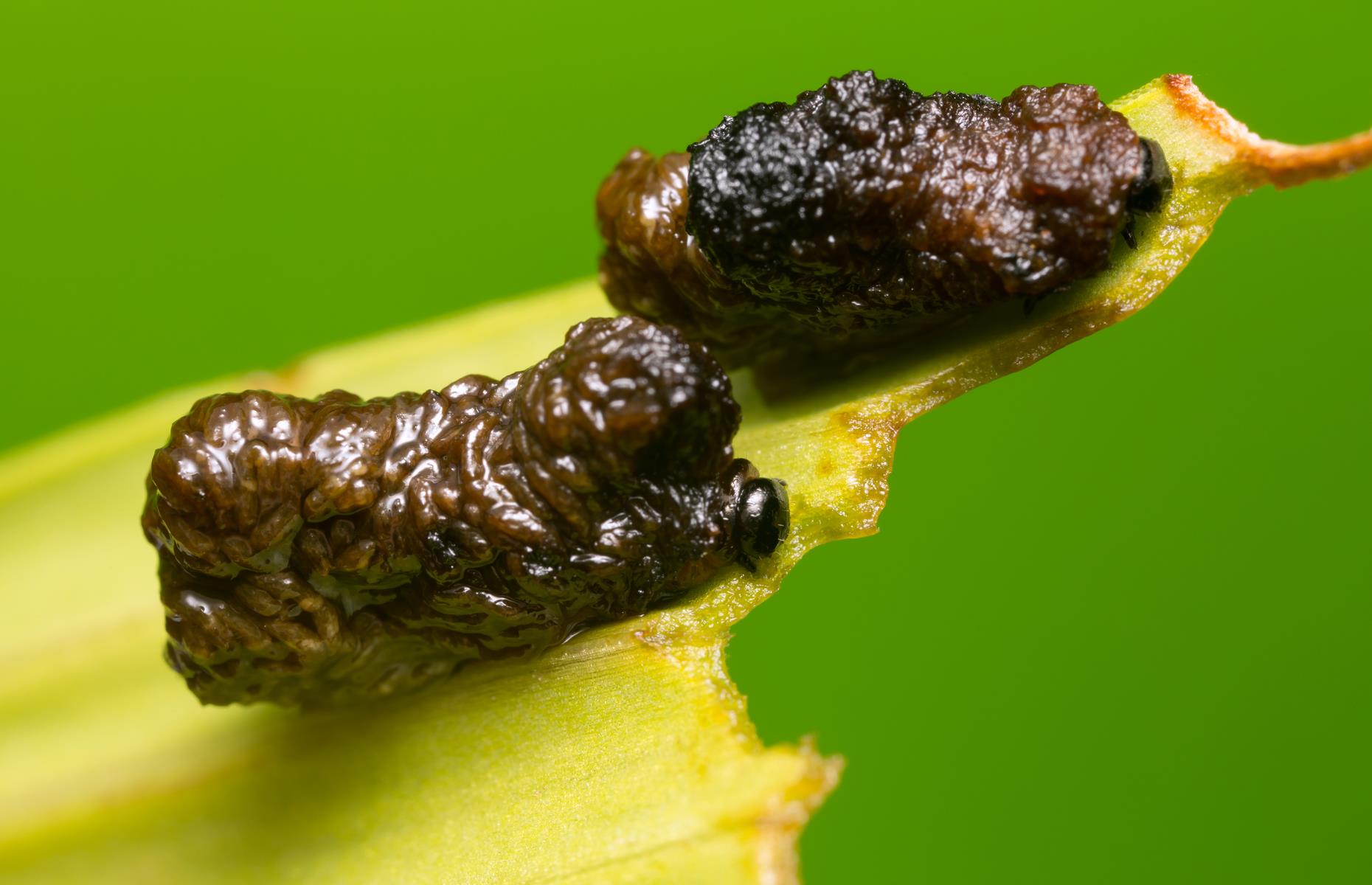 Lily beetle: treatment
